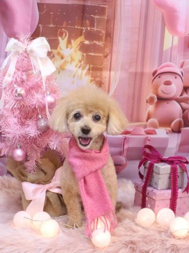 20241212プーちゃん